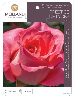 PRESTIGE DE LYON ® Meinimo * Rosier à grandes fleurs