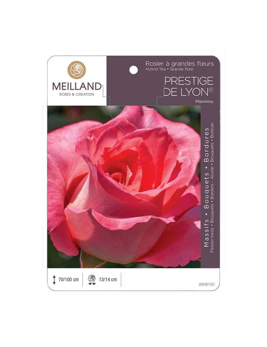 PRESTIGE DE LYON ® Meinimo * Rosier à grandes fleurs