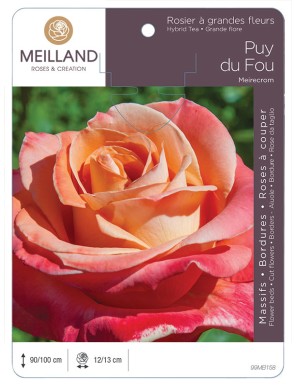 PUY DU FOU ® Meirecrom * Rosier à grandes fleurs