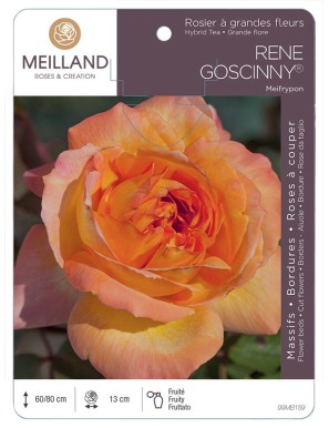 RENE GOSCINNY ® Meifrypon Rosier à grandes fleurs