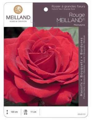 ROUGE MEILLAND ® Meimalyna Rosier à grandes fleurs