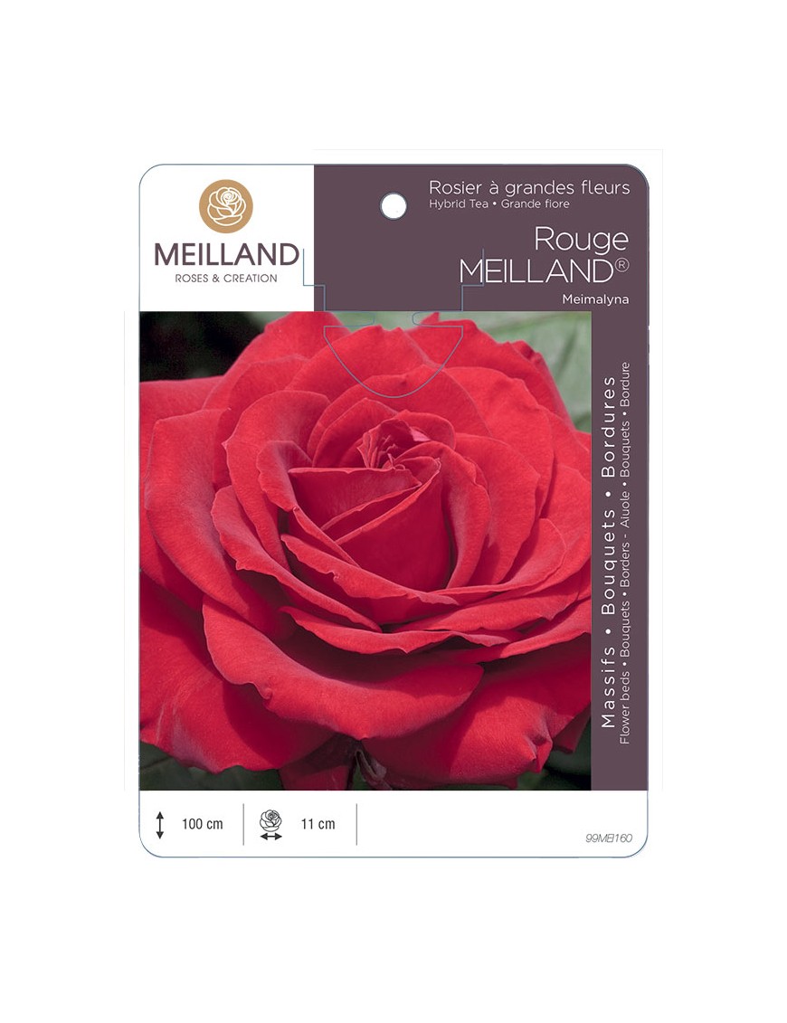 ROUGE MEILLAND ® Meimalyna Rosier à grandes fleurs