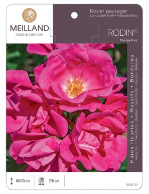 RODIN ® Meigadraz Rosier paysager