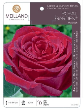 ROYAL GARDEN ® Meiziraph Rosier à grandes fleurs