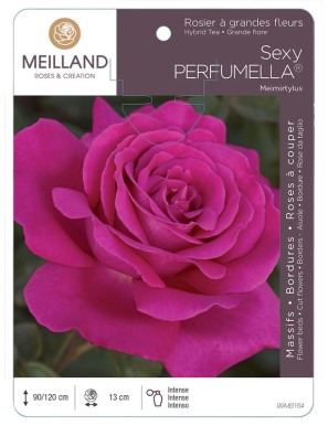 SEXY PERFUMELLA ® Meimirtylus Rosier à grandes fleurs