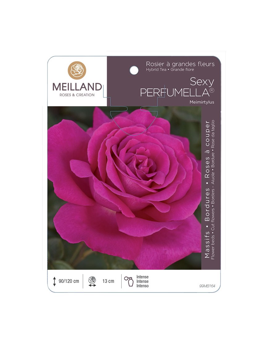SEXY PERFUMELLA ® Meimirtylus Rosier à grandes fleurs