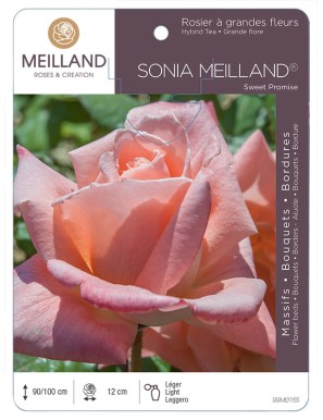 SONIA MEILLAND ® Sweet Promise * Rosier à grandes fleurs