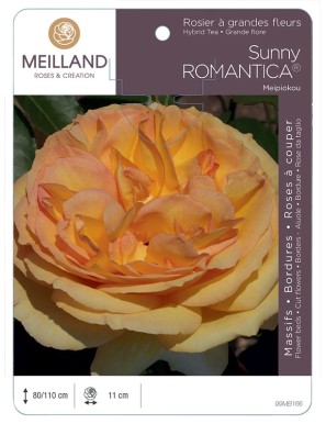 SUNNY ROMANTICA ® Meipiokou Rosier à grandes fleurs
