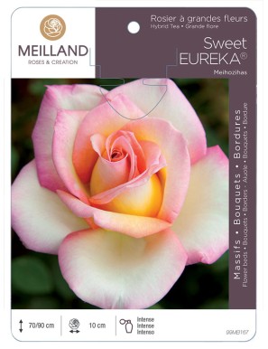 SWEET EUREKA ® Meihozihas Rosier à grandes fleurs