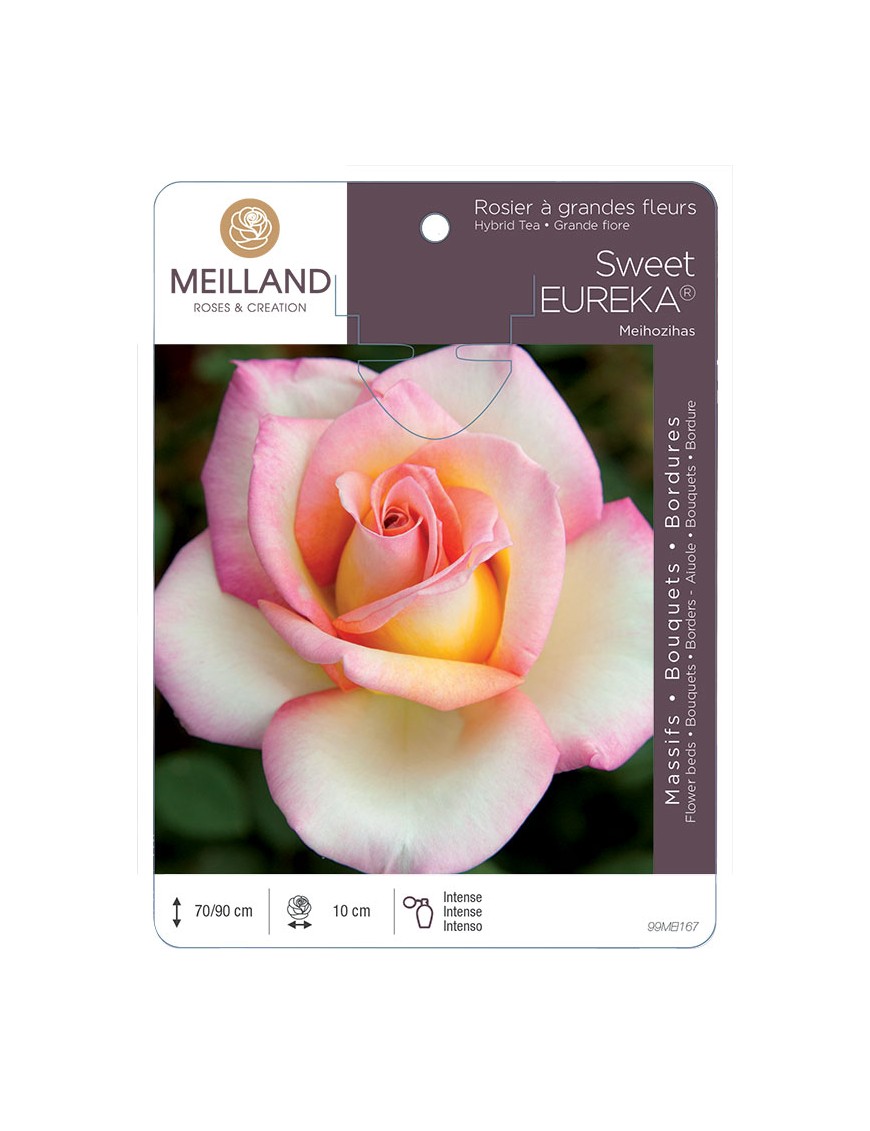 SWEET EUREKA ® Meihozihas Rosier à grandes fleurs