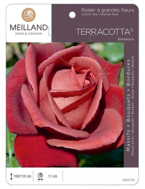 TERRACOTTA ® Simchoca Rosier à grandes fleurs