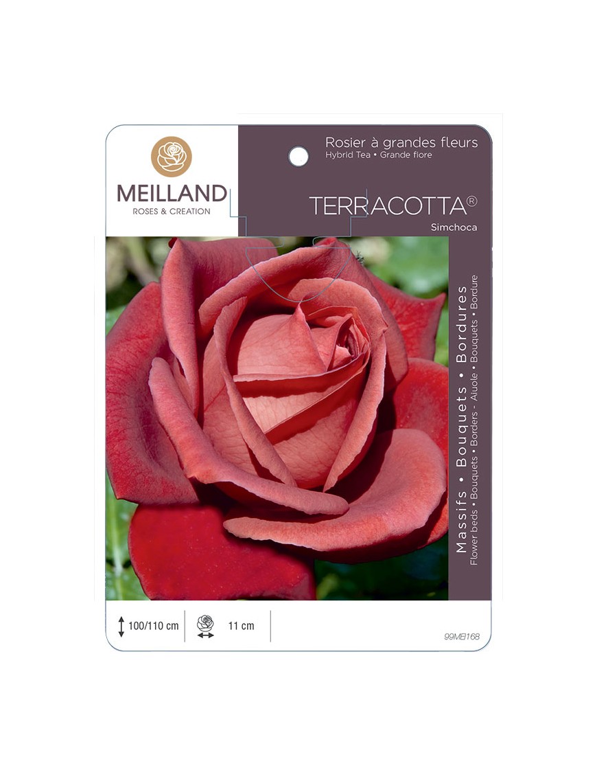 TERRACOTTA ® Simchoca Rosier à grandes fleurs