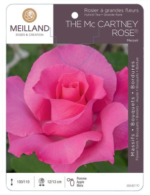 THE MC CARTNEY ROSE ® Meizeli Rosier à grandes fleurs