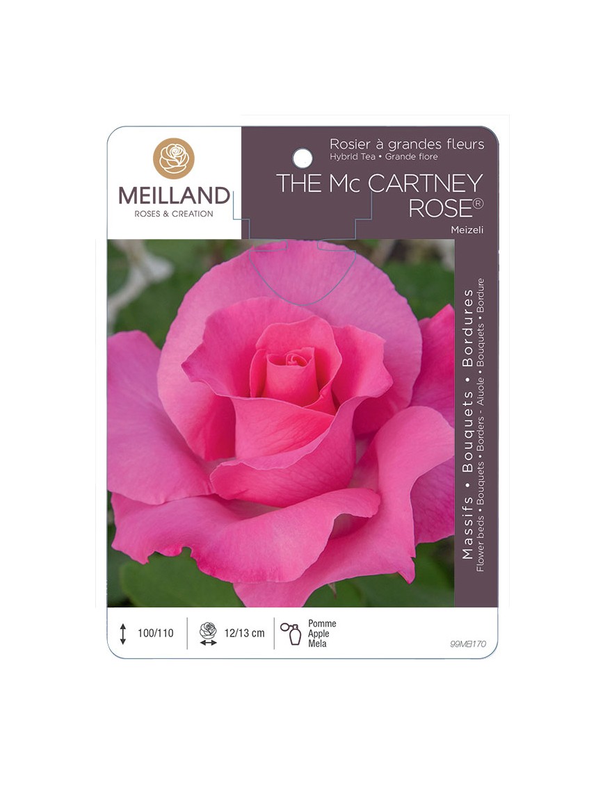 THE MC CARTNEY ROSE ® Meizeli Rosier à grandes fleurs