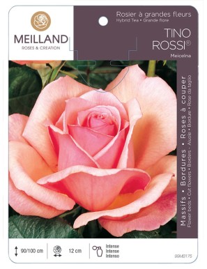 TINO ROSSI ® Meicelna * Rosier à grandes fleurs