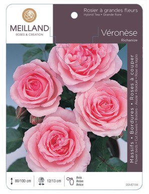 VERONESE ® Richanize * Rosier à grandes fleurs