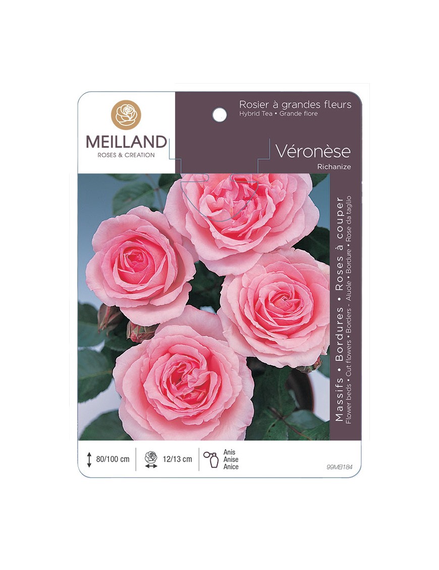 VERONESE ® Richanize * Rosier à grandes fleurs