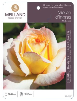 VIOLON D'INGRES ® Meibosnio Rosier à grandes fleurs