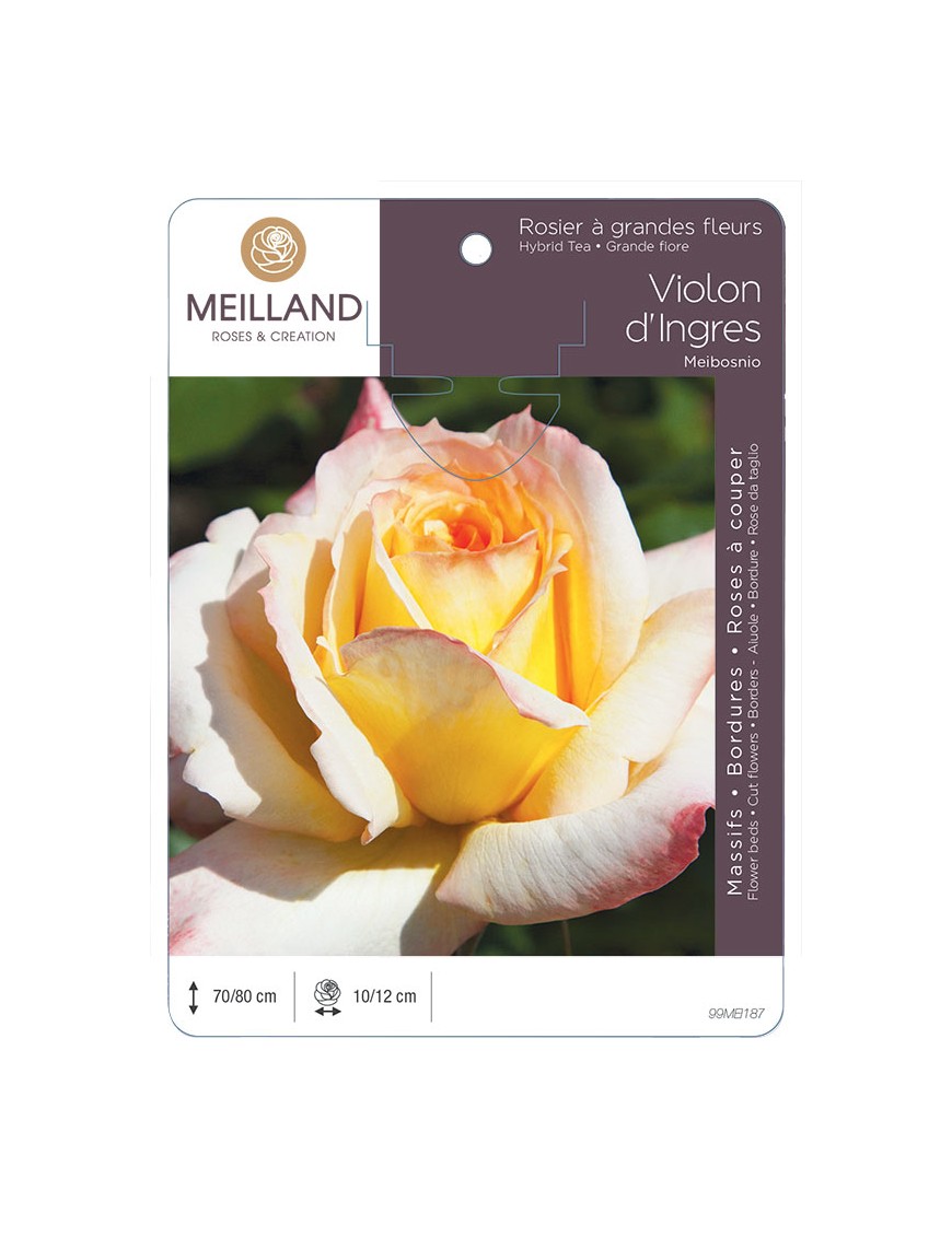 VIOLON D'INGRES ® Meibosnio Rosier à grandes fleurs