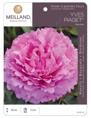 YVES PIAGET ® Meivildo Rosier à grandes fleurs
