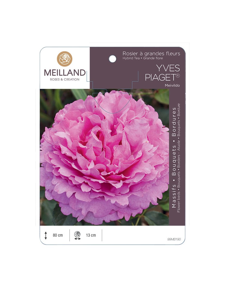 YVES PIAGET ® Meivildo Rosier à grandes fleurs