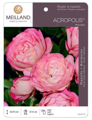 ACROPOLIS ® Meicrado Rosier à massifs