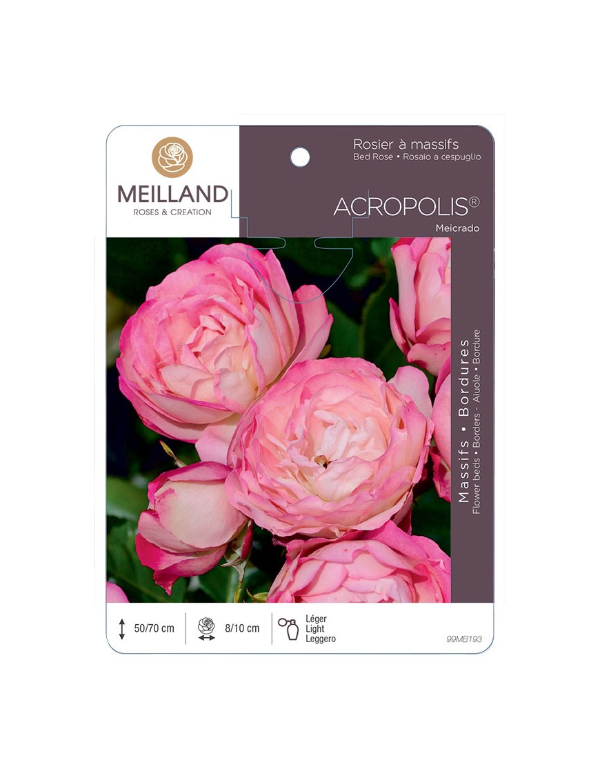 ACROPOLIS ® Meicrado Rosier à massifs