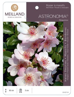 ASTRONOMIA ® Meiguimov Rosier à massifs