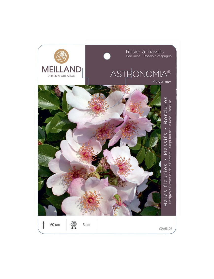 ASTRONOMIA ® Meiguimov Rosier à massifs