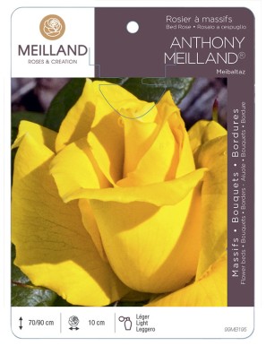 ANTHONY MEILLAND ® Meibaltaz Rosier à massifs