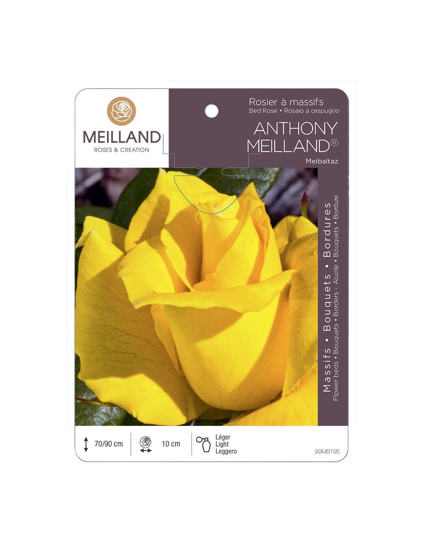 ANTHONY MEILLAND ® Meibaltaz Rosier à massifs