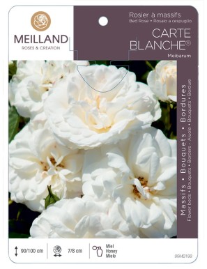 CARTE BLANCHE ® Meibarum Rosier à massifs