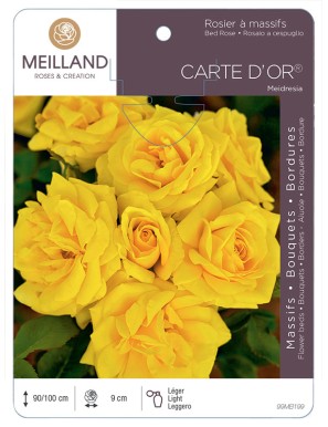 CARTE D'OR ® Meidresia Rosier à massifs