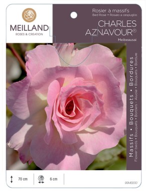 CHARLES AZNAVOUR ® Meibeausai Rosier à massifs