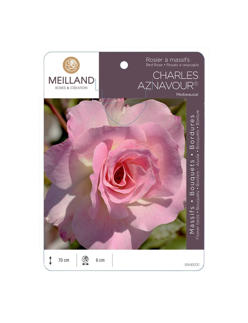 CHARLES AZNAVOUR ® Meibeausai Rosier à massifs