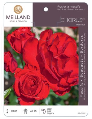 CHORUS ® Meijulita Rosier à massifs
