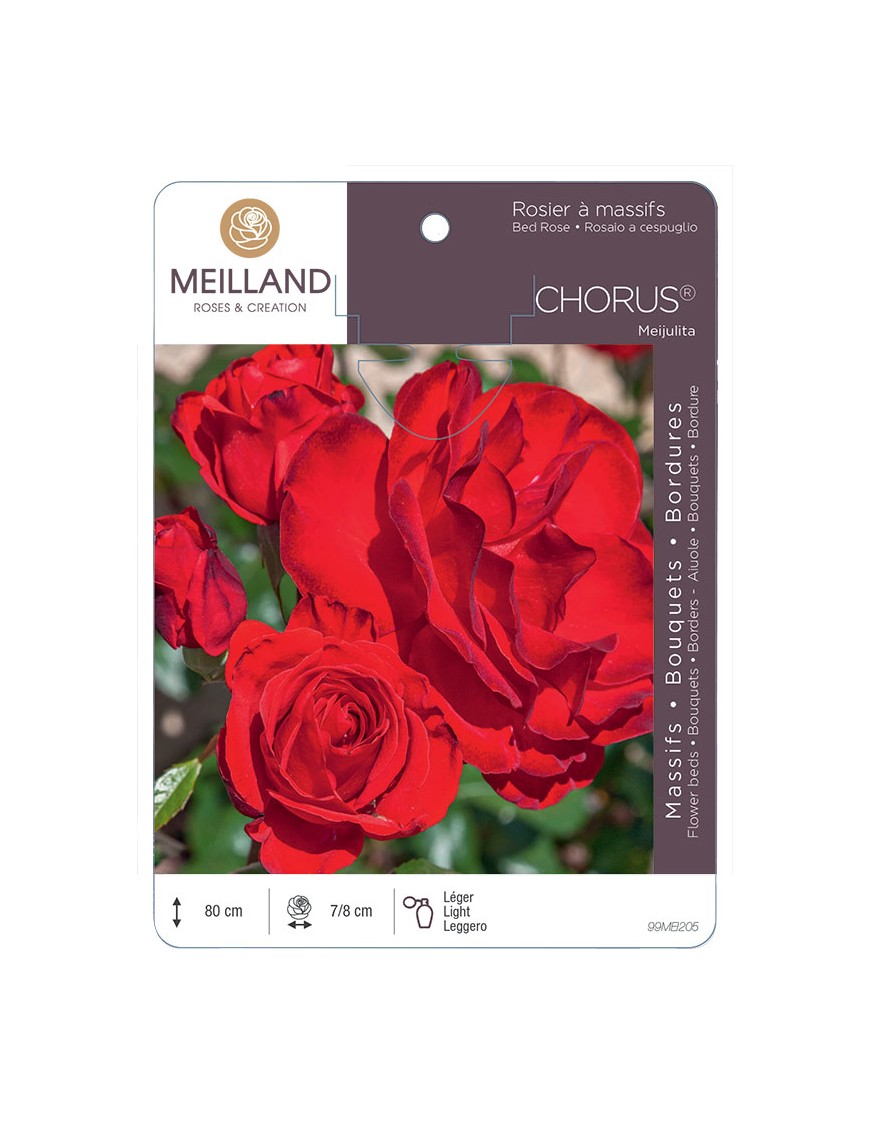 CHORUS ® Meijulita Rosier à massifs