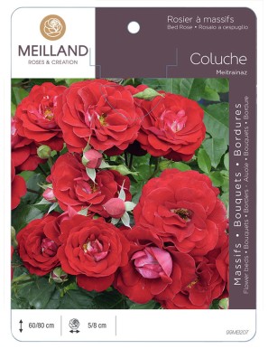 COLUCHE ® Meitrainaz Rosier à massifs