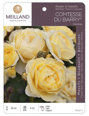 COMTESSE DU BARRY® Havobog Rosier à massifs