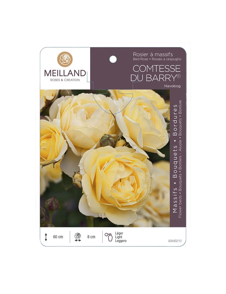 COMTESSE DU BARRY® Havobog Rosier à massifs