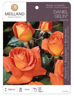 DANIEL GÉLIN ® Harquince Rosier à massifs