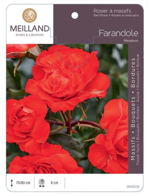 FARANDOLE ® Meialoro Rosier à massifs