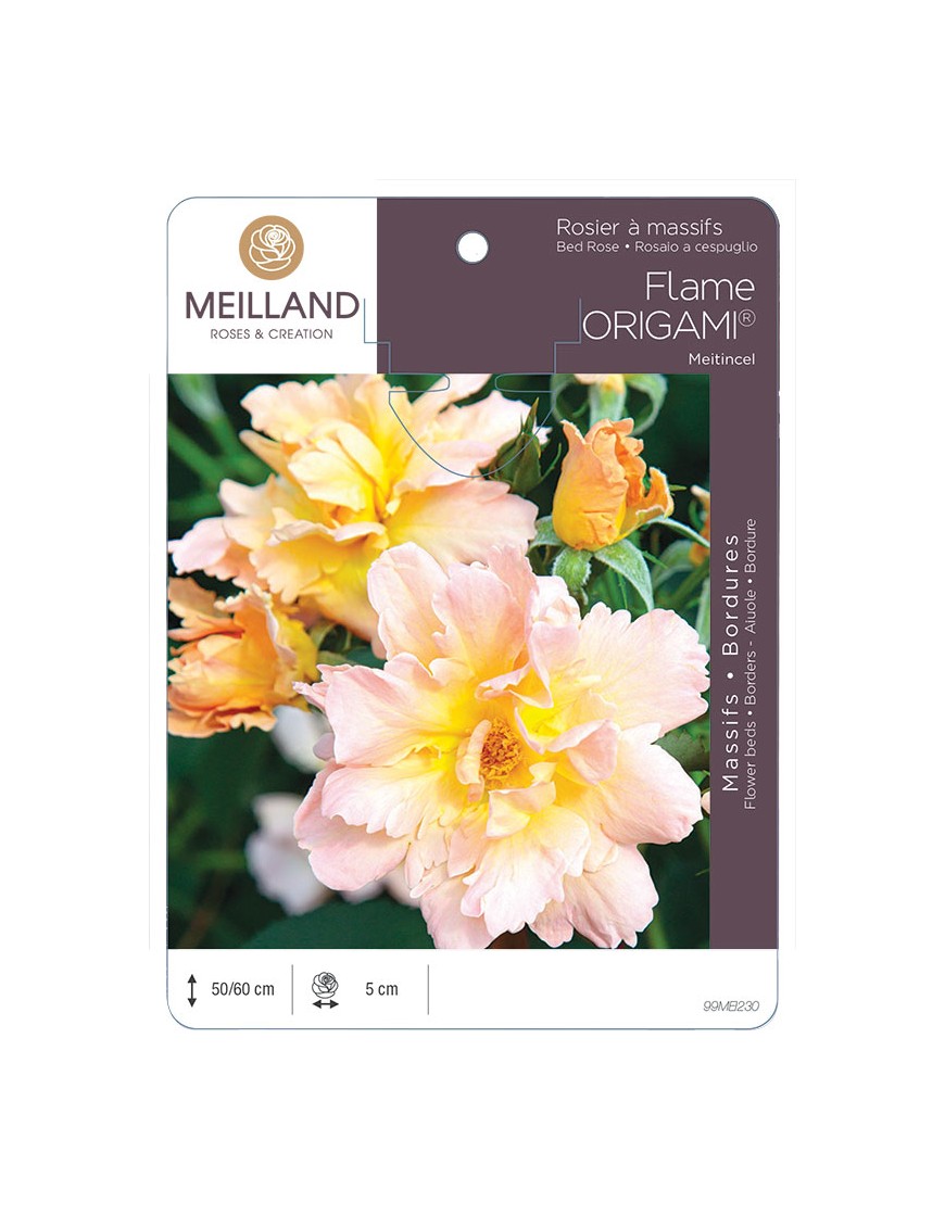 FLAME ORIGAMI ® Meitincel Rosier à massifs