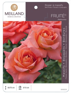 FRUITÉ ® Meifructoz Rosier à massifs