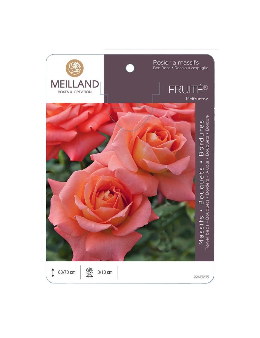 FRUITÉ ® Meifructoz Rosier à massifs