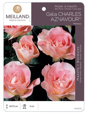 Gala CHARLES AZNAVOUR ® Meisazy Rosier à massifs