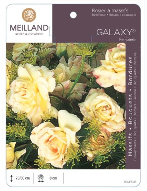 GALAXY® Meihuterb Rosier à massifs