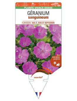 GERANIUM sanguineum (rouge) *