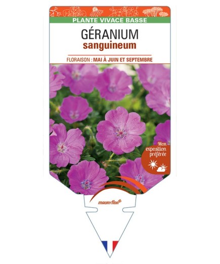GERANIUM sanguineum (rouge) *