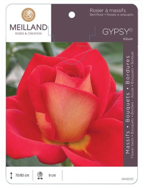 GYPSY ® Kiboh Rosier à massifs
